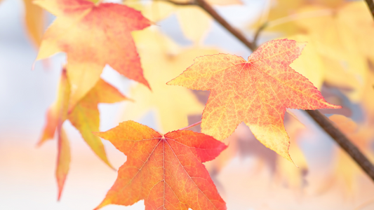 orange and yellow fall leaves showing the beautiful colors of fall