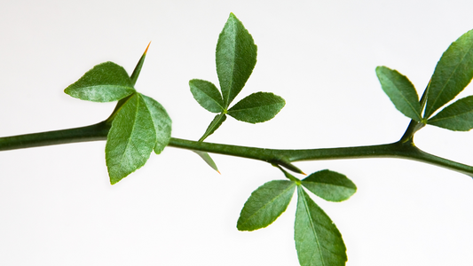 A green leafy plant - one of the eight ways to bring nature into your home for calm and comfort