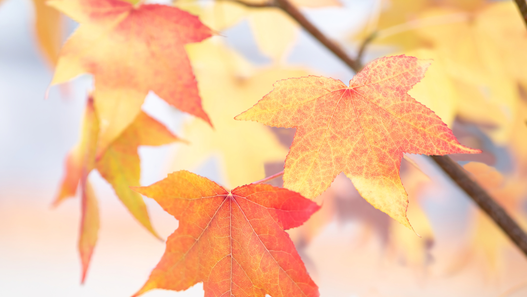 orange and yellow fall leaves showing the beautiful colors of fall