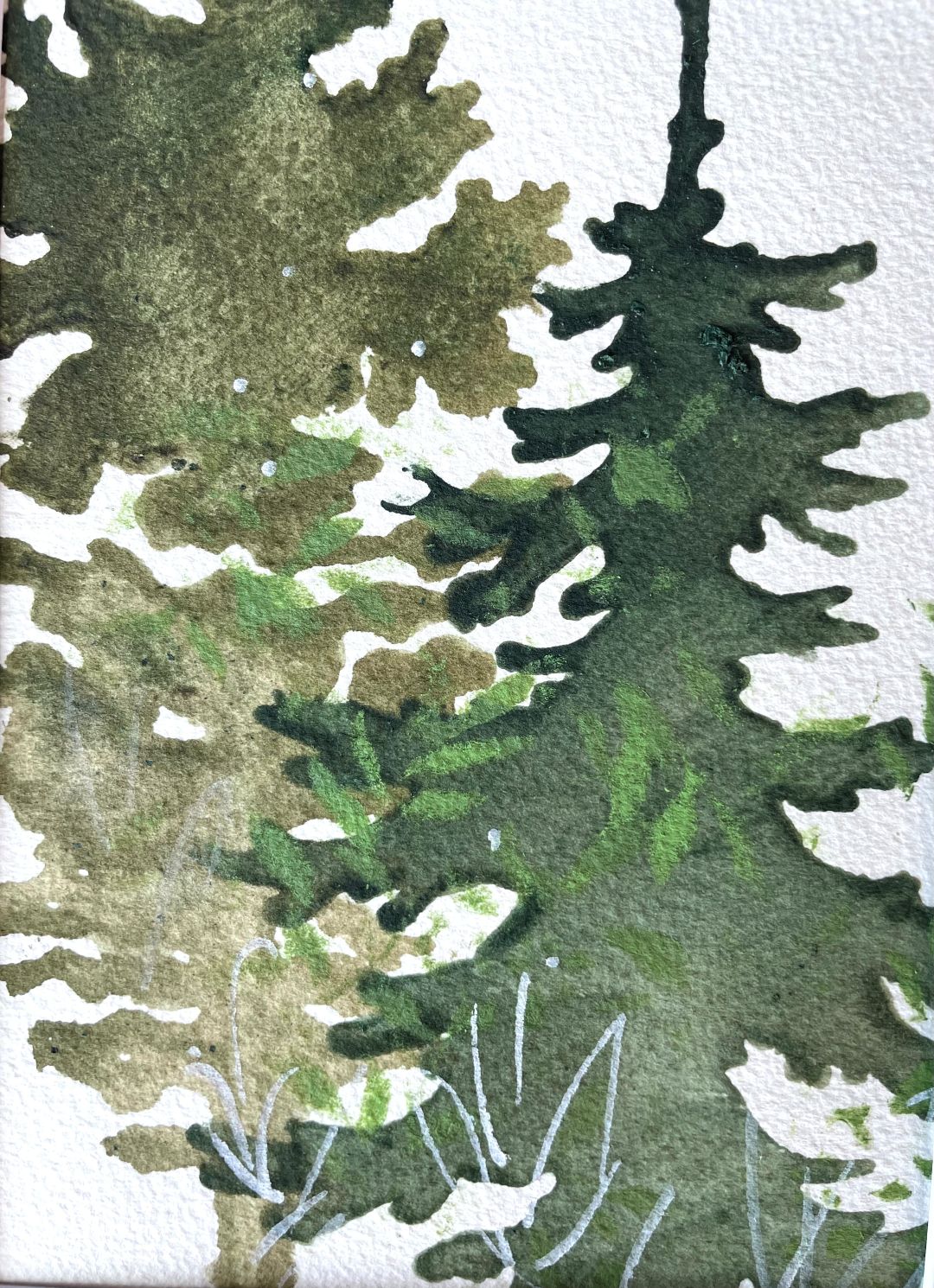 NEW! Deep Forest Evergreens