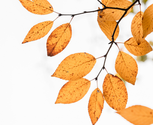 Fall Guide to Gentle Routines